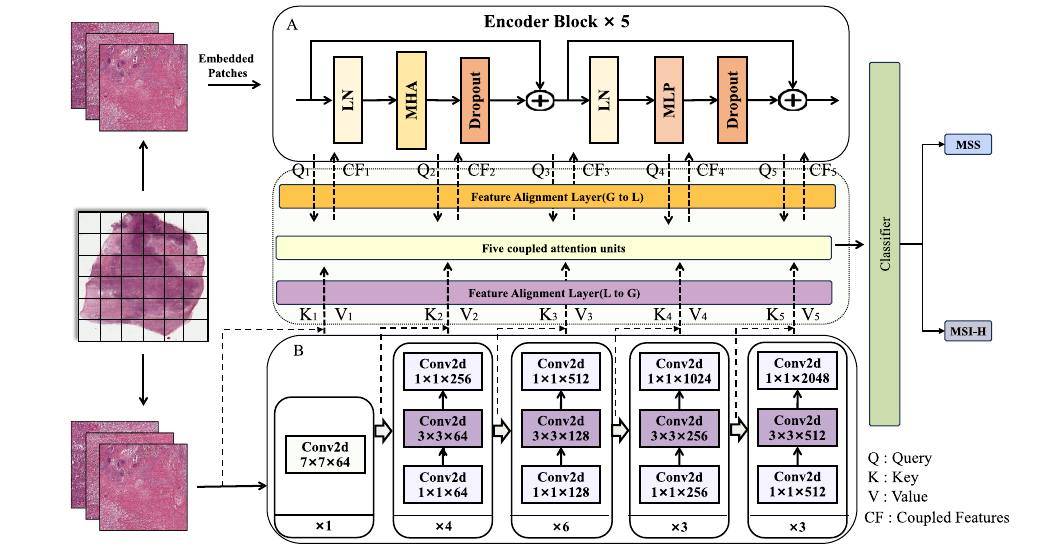 CCANet model figure